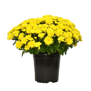 Mums / 9.5" Pot