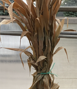 Cornstalks