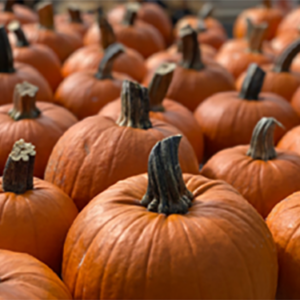 Pie Pumpkins
